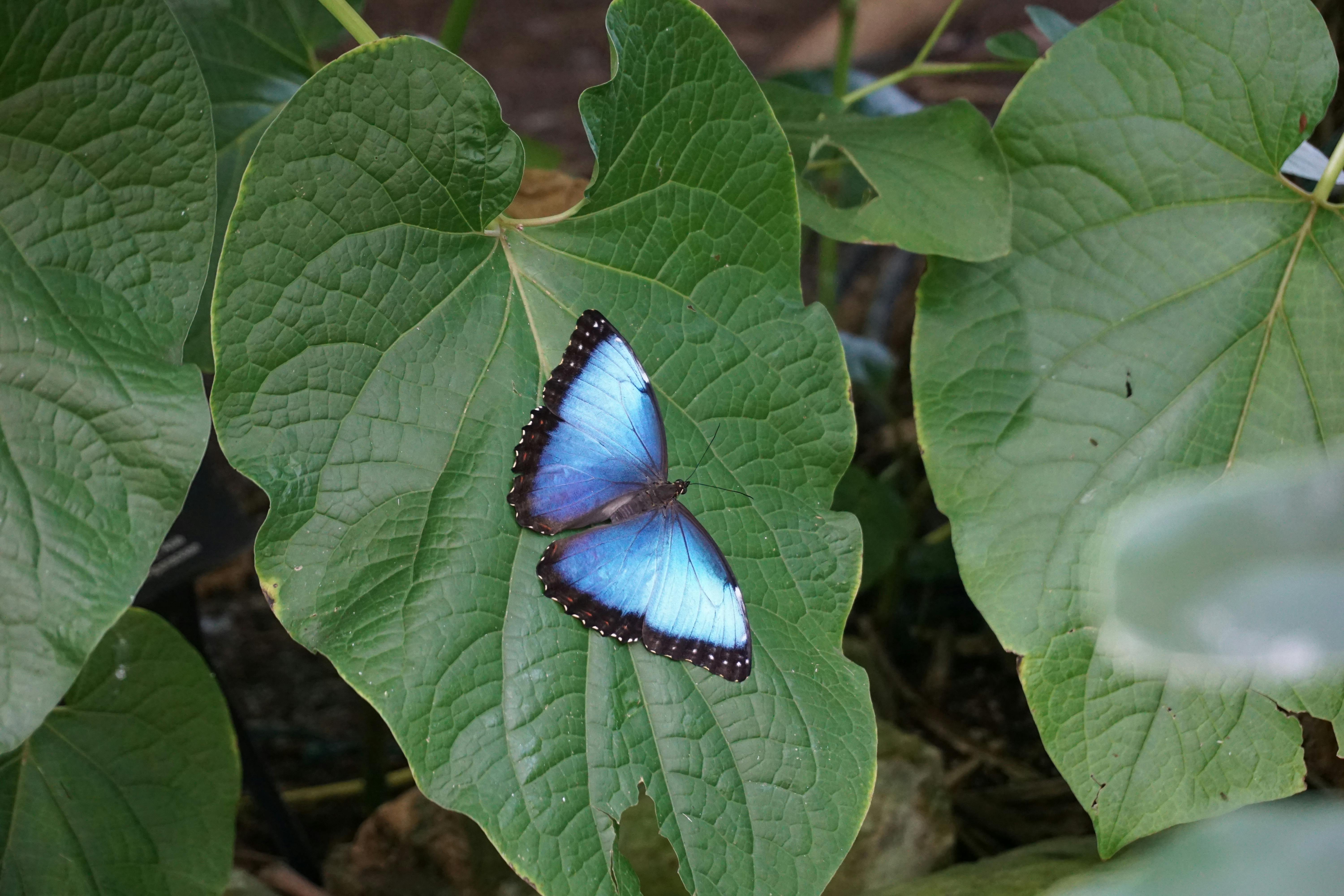 Auberge nature